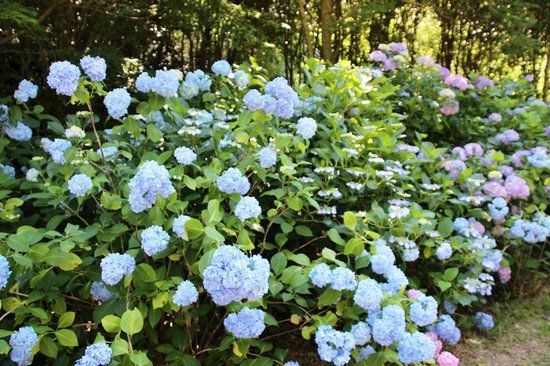 Rokko Alpine Botanical Garden